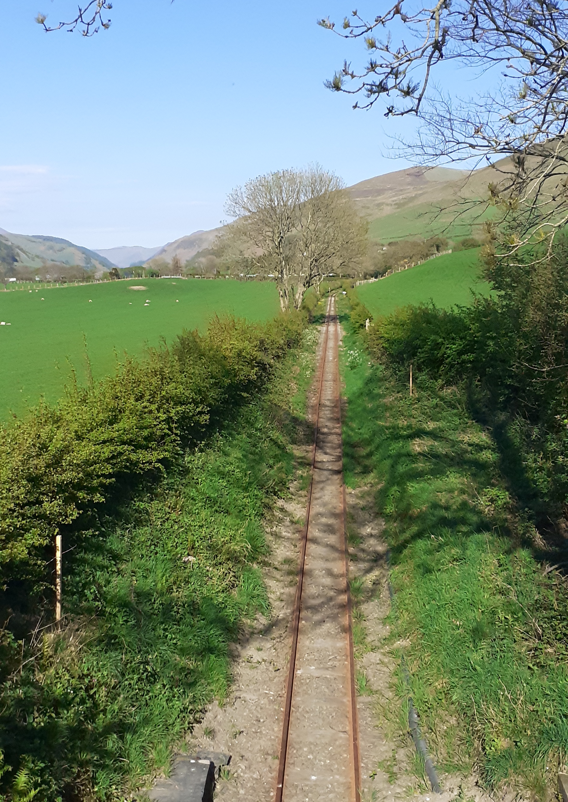 A railway cutting starting to look overgrown.